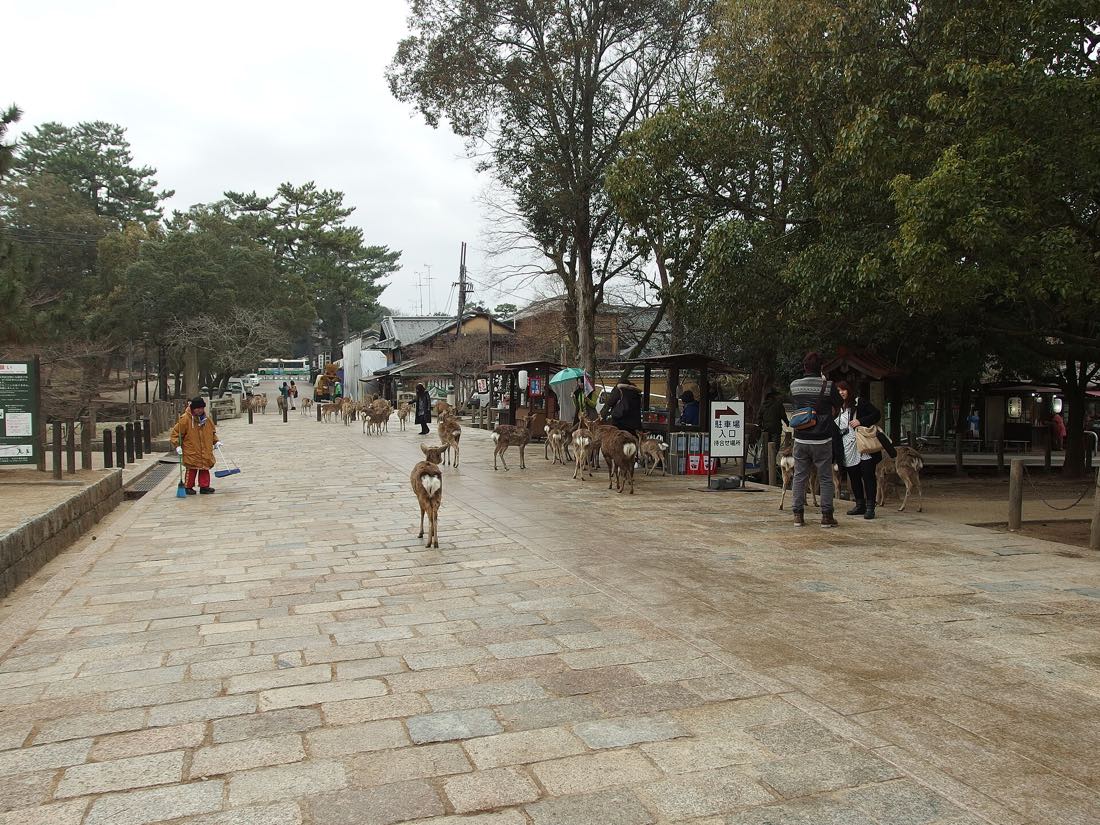 Deer in front of a temple hall at Nara Park